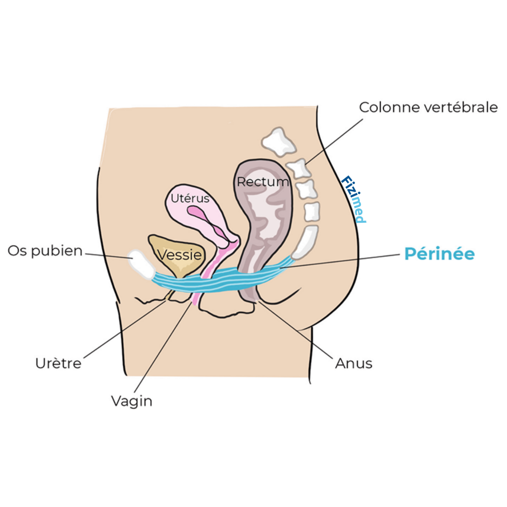 anatomie féminine, où se situe le périnée